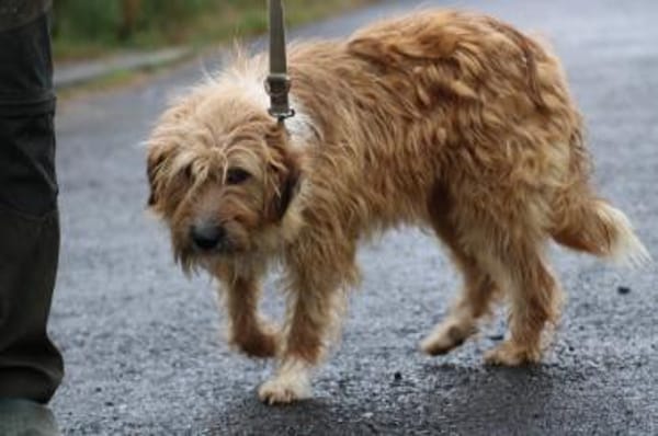 Ilio - hübscher Wuschelrüde