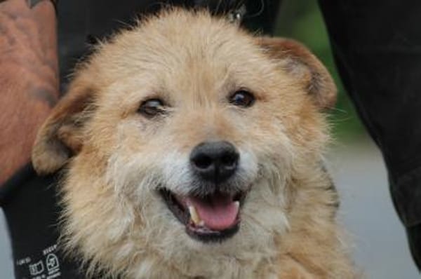 Lemon - zutraulich u. aufgeweckt