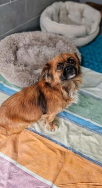 💙Mogli💙 sucht seine Menschen 🐾💙