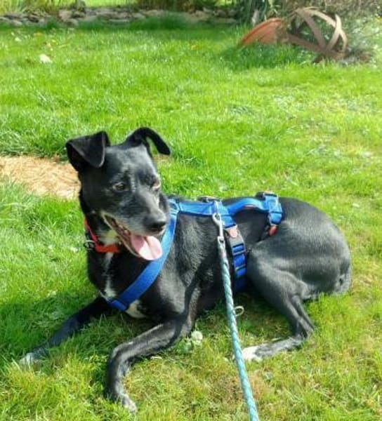 Bella8 sucht ein Zuhause