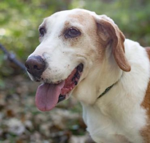 VANILLA - eine treue Seele!