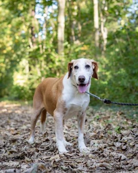 VANILLA - eine treue Seele!