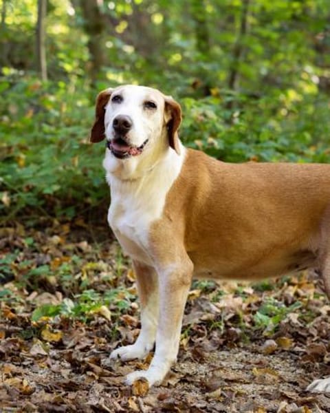 VANILLA - eine treue Seele!