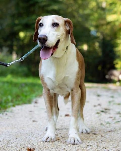 VANILLA - eine treue Seele!