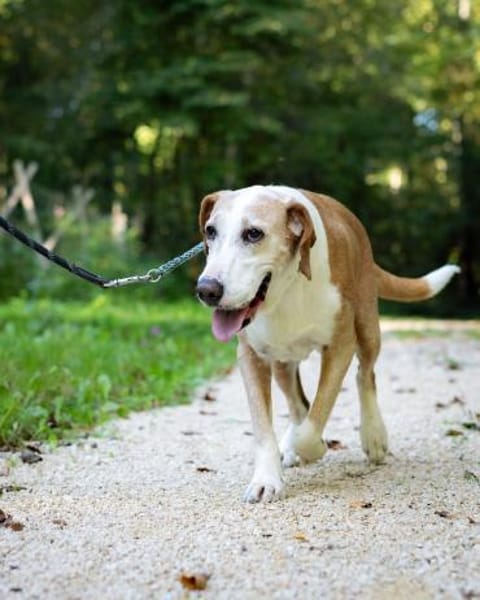 VANILLA - eine treue Seele!