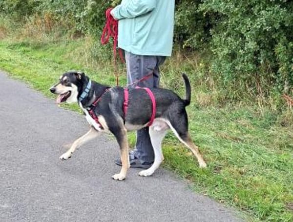 BUZZ  jung, stark und voller Liebe