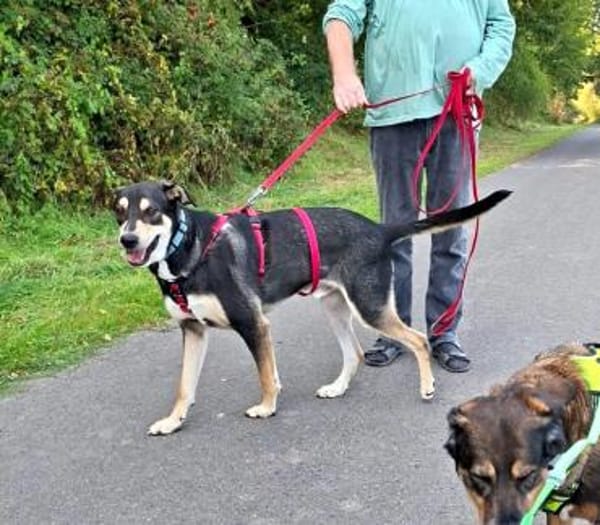 BUZZ  jung, stark und voller Liebe