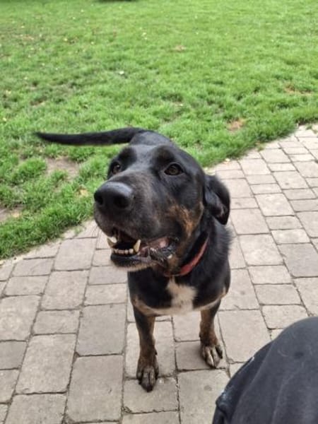 Leo sucht erfahrenes Zuhause