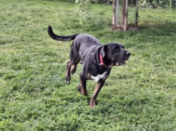 Leo sucht erfahrenes Zuhause