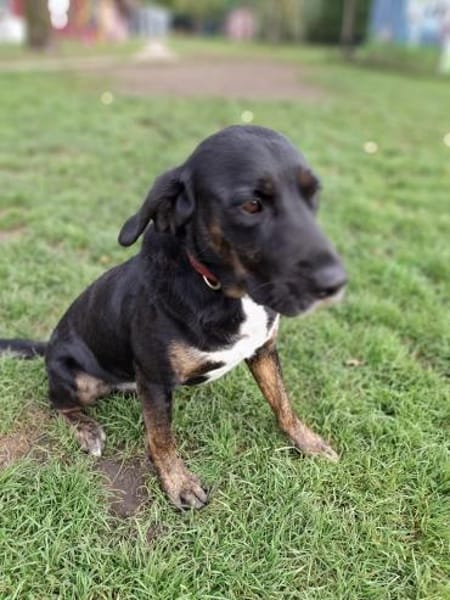 Leo sucht erfahrenes Zuhause