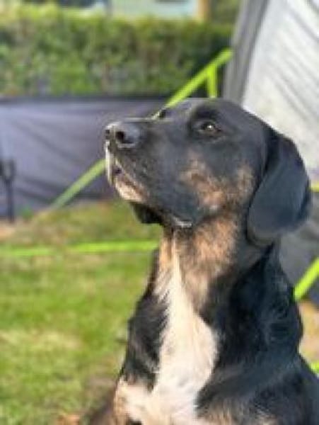 Leo sucht erfahrenes Zuhause