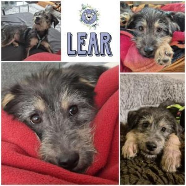 LEAR * unkomplizierter Hundejunge