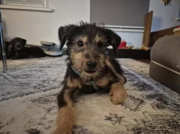 LEAR * unkomplizierter Hundejunge