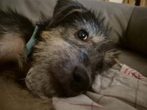 LEAR * unkomplizierter Hundejunge