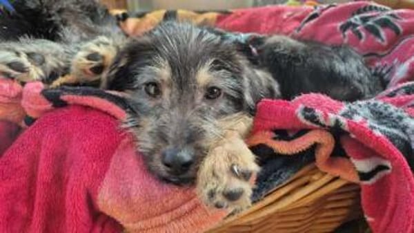 LEAR * unkomplizierter Hundejunge