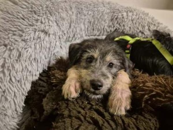 LEAR * unkomplizierter Hundejunge