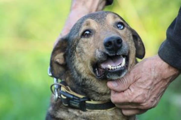 Cuno - zutraulich u. freundlich