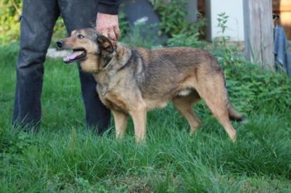 Cuno - zutraulich u. freundlich