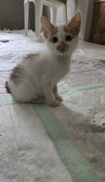 Kater Carlo sucht seine Familie