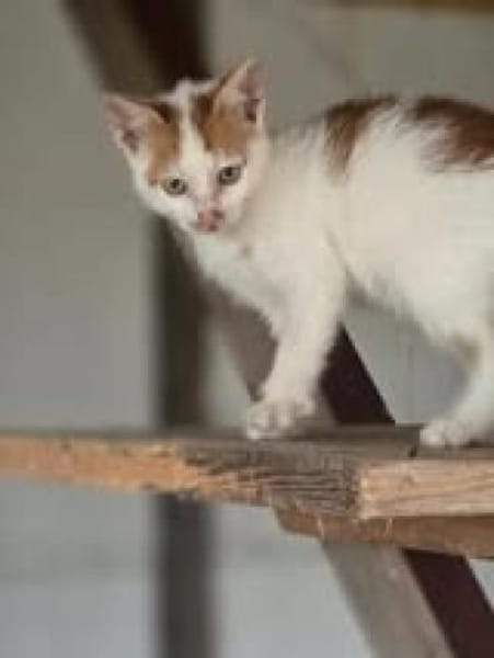 Kater Carlo sucht seine Familie