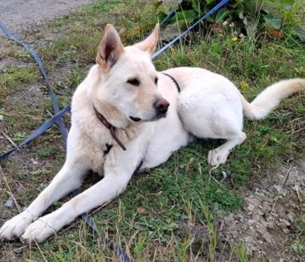 PUSCHKIN - Spaziergang ins Glück gesucht