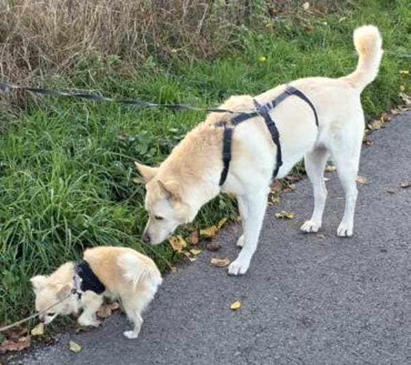 PUSCHKIN - Spaziergang ins Glück gesucht