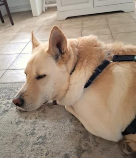 PUSCHKIN - Spaziergang ins Glück gesucht