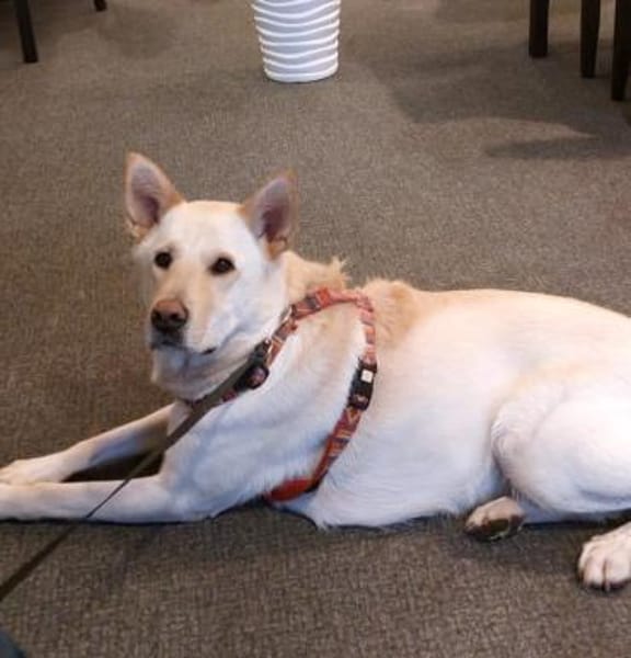 PUSCHKIN - Spaziergang ins Glück gesucht