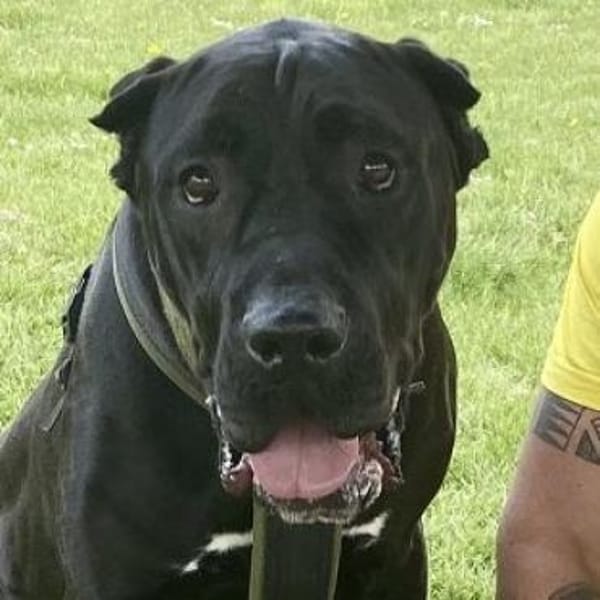 Siggi aka Julio, derzeit in Köln