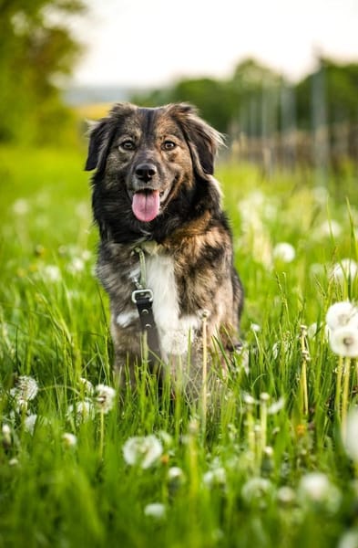 Hündin Ayana sucht Familie