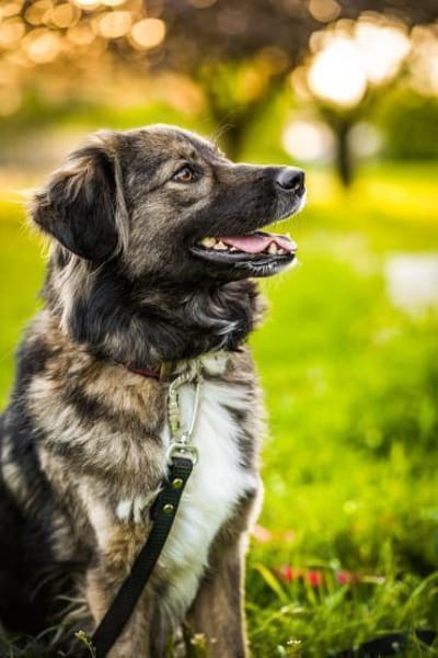 Hündin Ayana sucht Familie