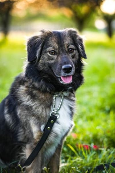 Hündin Ayana sucht Familie