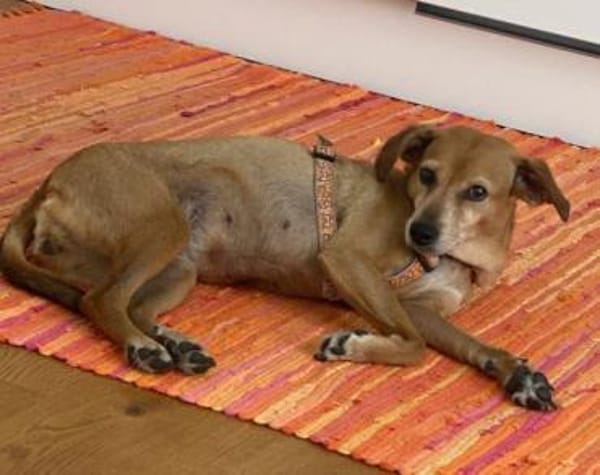 Mathilda ❤ wartet in 90427 Nürnberg