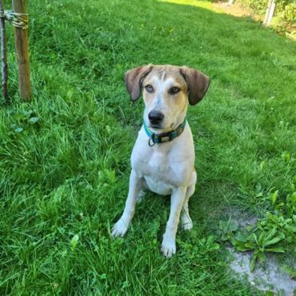 Piper sucht ihr eigenes Zuhause