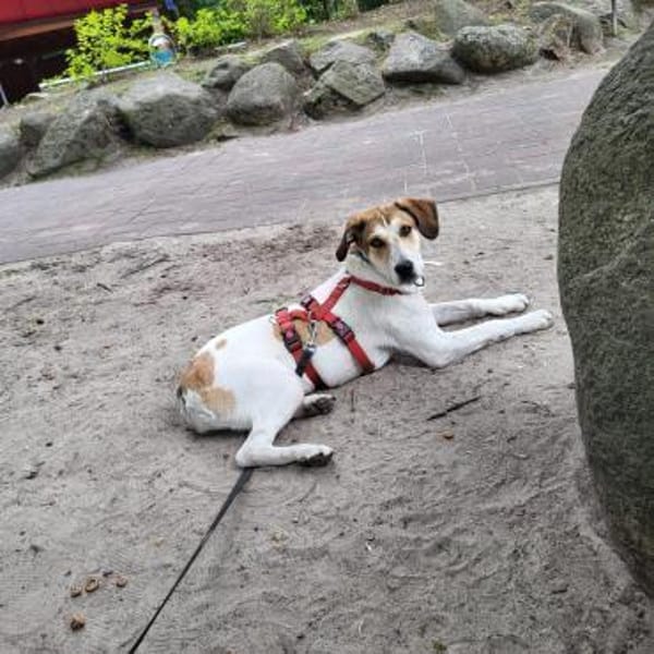 Piper sucht ihr eigenes Zuhause