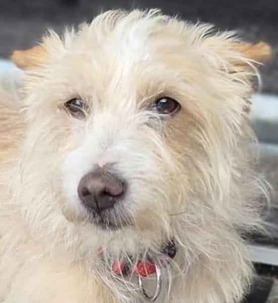 Turpi1 sucht ein Zuhause