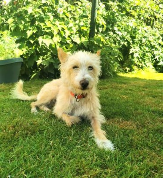 Turpi1 sucht ein Zuhause