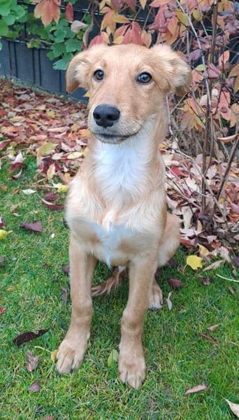 🐾 Laur sucht sein Für-immer-Zuhause! 🏡