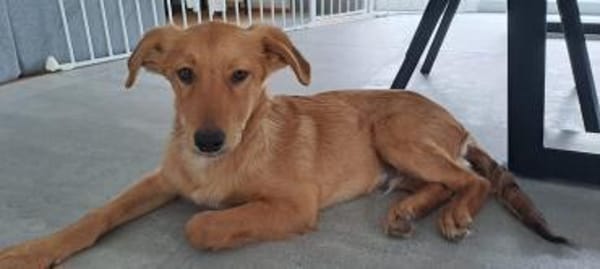 🐾 Laur sucht sein Für-immer-Zuhause! 🏡