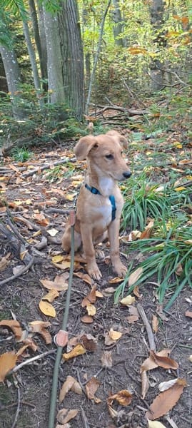 🐾 Laur sucht sein Für-immer-Zuhause! 🏡