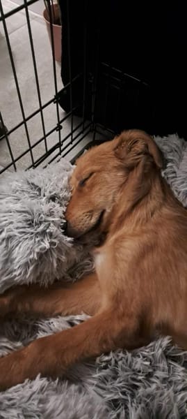 🐾 Laur sucht sein Für-immer-Zuhause! 🏡