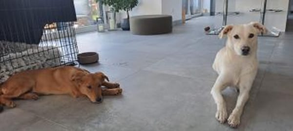 🐾 Laur sucht sein Für-immer-Zuhause! 🏡