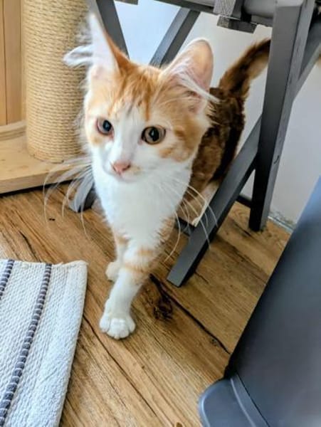 Olivia  ein zuckersüßes Katzenmädchen