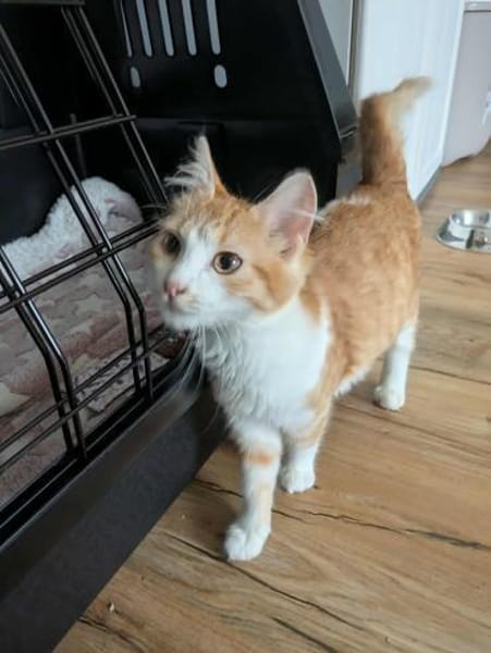 Olivia  ein zuckersüßes Katzenmädchen