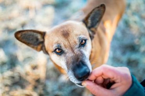 Mila - Seniorin sucht Streichler