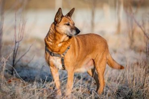 Mila - Seniorin sucht Streichler