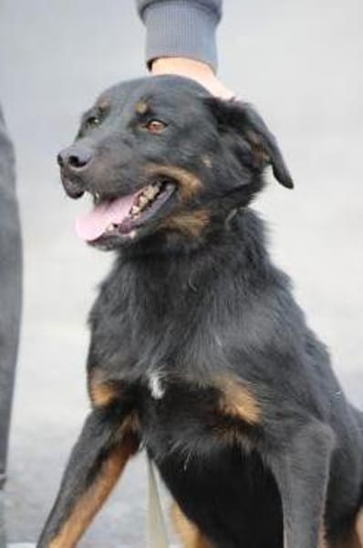 Canja - munter u. kinderlieb