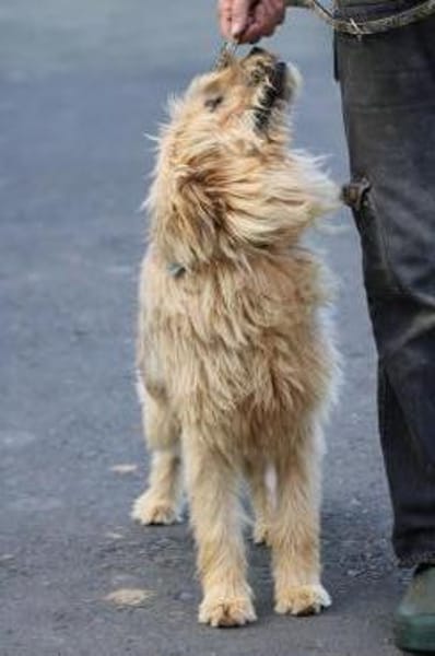 Bamboo - zutraulich u. kinderlieb