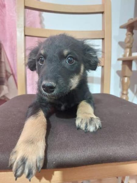 Samu sucht sein großes Glück