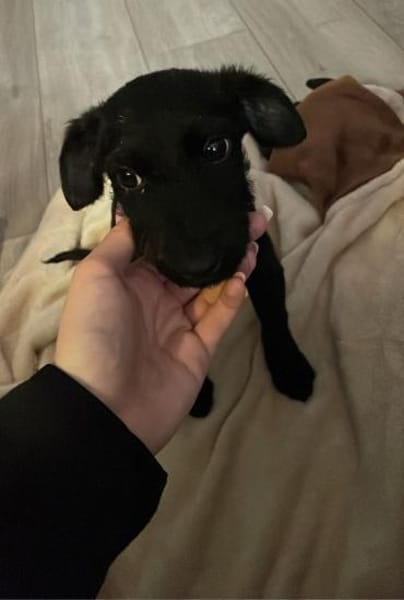 💖Nelly sucht ihr Für-immer-Zuhause 💖